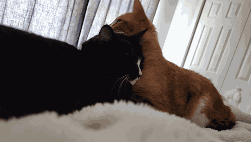 Black And White Ginger Cat GIF