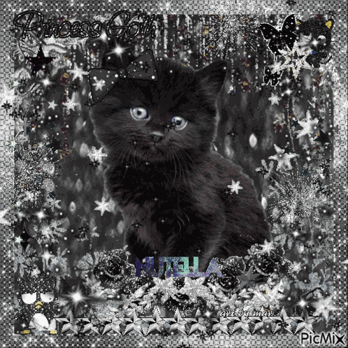Black Black Cat GIF
