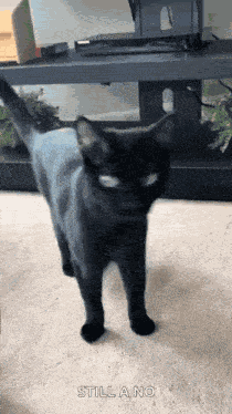 Black Cat Cat Meme GIF