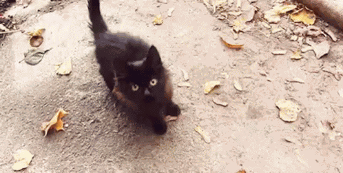 Black Cat Cat GIF