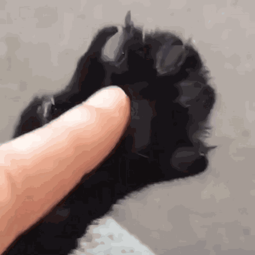 Black Cat Claws GIF