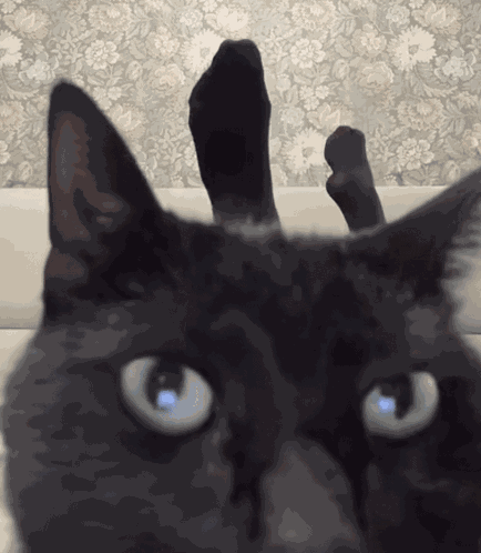 Black Cat Kicking Feet In The Air GIF