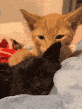 Black Cat Orange Cat GIF