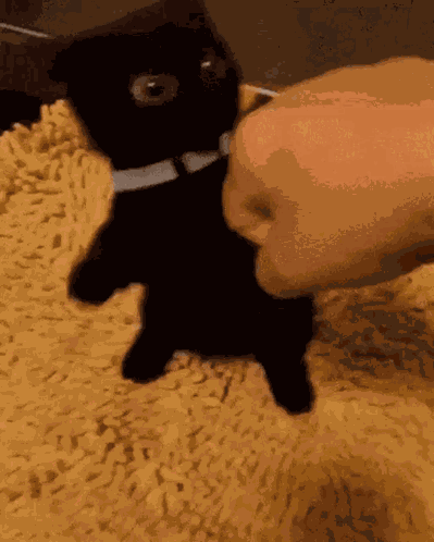 Black Cat Pawing At Hand Meow GIF