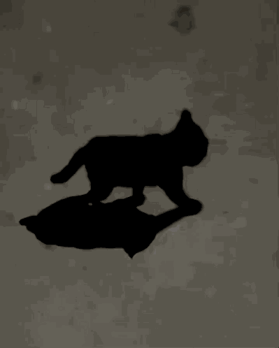 Black Cat Shadow GIF
