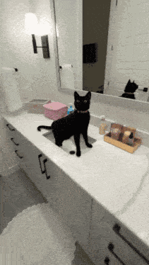 Black Cat GIF