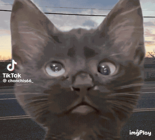 Black Cat GIF