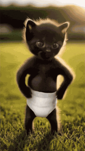 Black Cat GIF