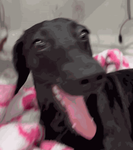 Black Dog Susto GIF