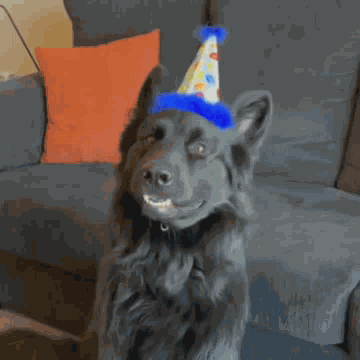 Black Gsd Black German Shepherd GIF