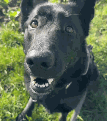 Black Gsd Black German Shepherd GIF