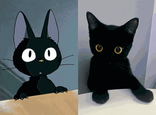 Black Kitty Meme