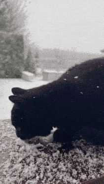 Black Kitty Snow Cat GIF