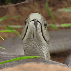 Black Mamba Mamba Face GIF