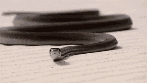 Black Snake GIF