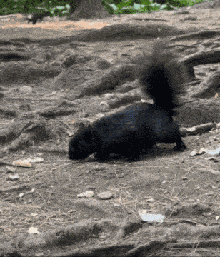 Black Squirrel Cute Squirrel GIF