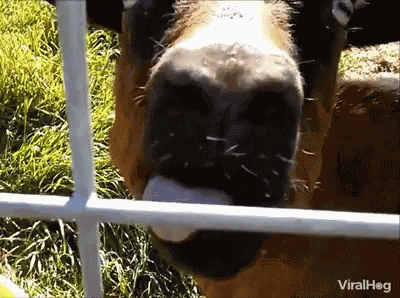 Bleh Goat GIF