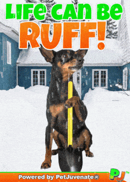 Blizzard Snow Day Blast Pj Petjuvenate Snow Storm Pj Petjuvenate GIF