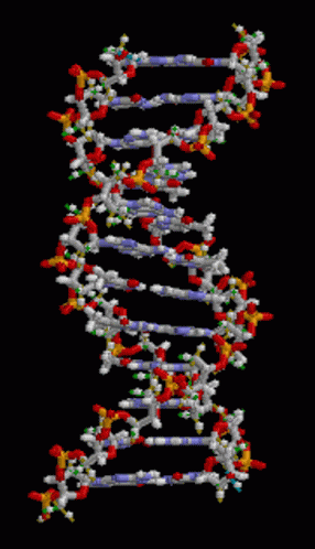 Blood Dna GIF