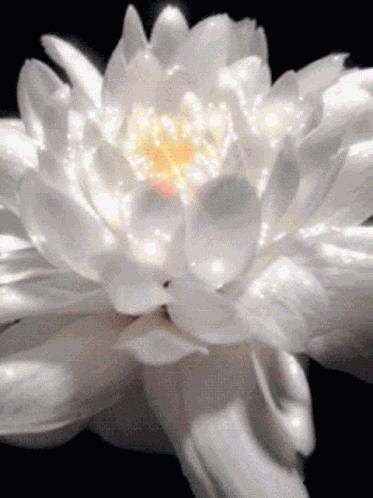 Blossoming Lotus GIF