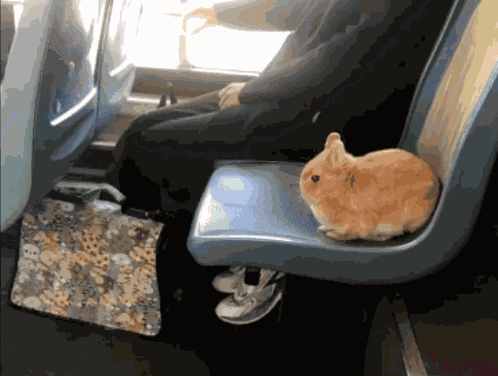 Bnuy Fat Bunny GIF