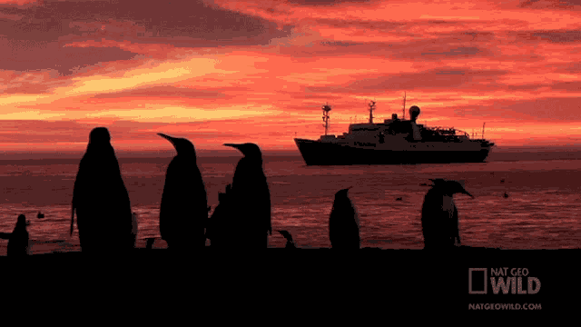 Boat Incoming World Penguin Day GIF