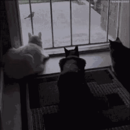 Boo Scared GIF