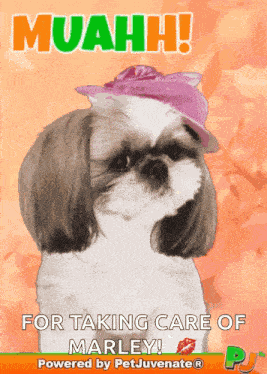 Boop Bork Blep Boof And Hound Dog Dog Talk Love Doggo GIF