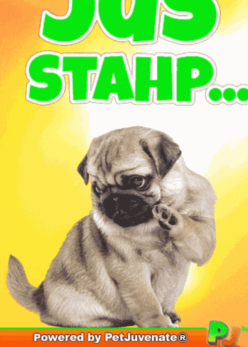 Boop Lets Boop Funny Boop Gif Love Cute Puppy Pug Cuddle Kiss Doggo A You Did What Funny Dog Gif Boop Bork Blep Boof And Hound Dog GIF