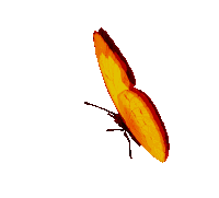 Borboletas Butterflies Sticker