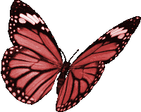 Borboletas Butterflies Sticker