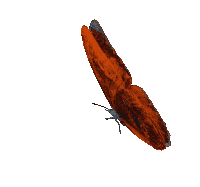 Borboletas Butterflies Sticker