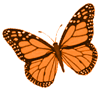 Borboletas Butterfly Sticker