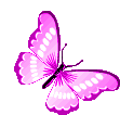 Borboletas Butterfly Sticker
