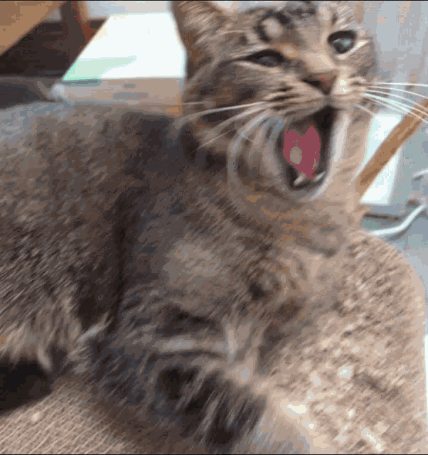 Bored Cat GIF