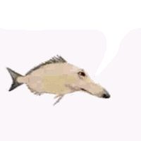Borzoi Fish Sticker