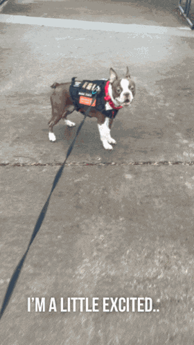 Boston Terrier Spinning GIF