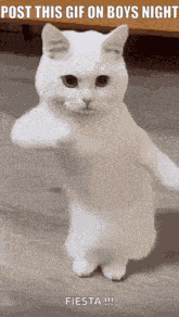 Boys Night Cat Dance GIF