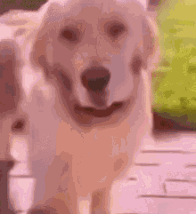 Bpk Stan Twitter GIF