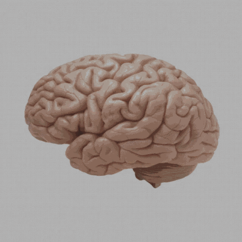 Brain GIF