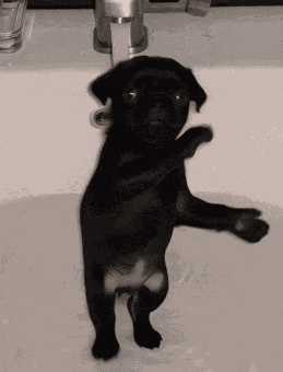 Brazil Dog GIF