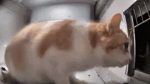 Bro What Cat GIF