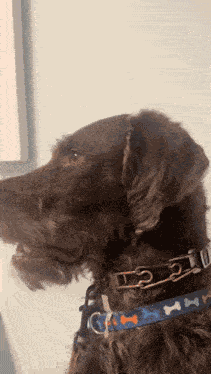 Browniescout Surprised GIF