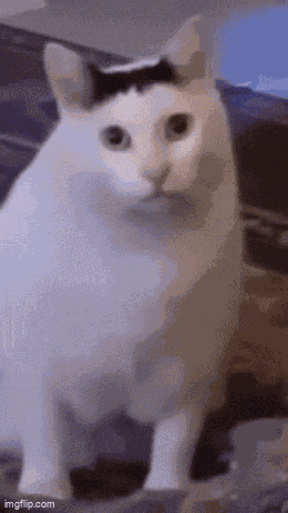 Bruh Cat GIF