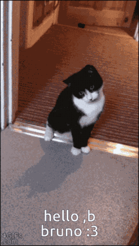 Bruno Hello Bruno GIF