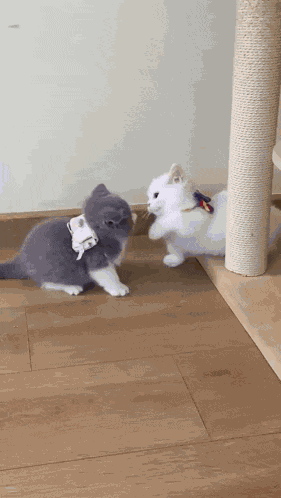 Brutal Kitty Battle Kitten Attack GIF