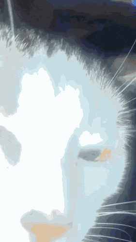 Bubbles Bubbles Cat GIF