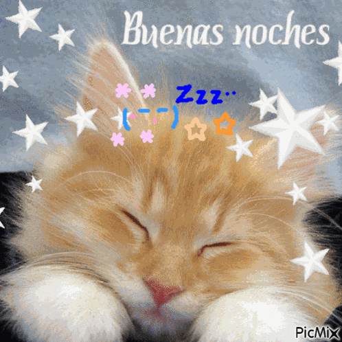 Buenas Noches Gato GIF