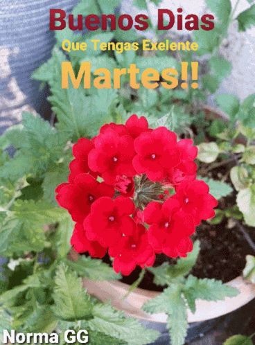 Buenos Dias Martes GIF