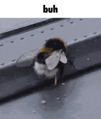 Buh Bee GIF
